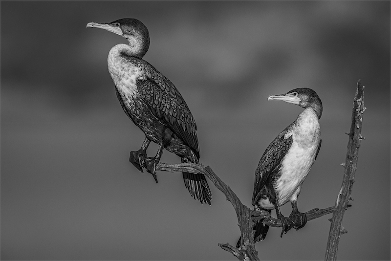 PSSA Silver Medal - Prints - Open Monochrome - Rietduikers se Sitplek - Gonnie Myburgh - National Photographic Club