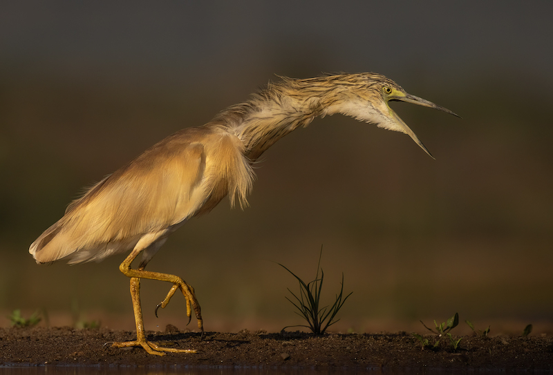 VFV Silver Medal - Nature - Birds Only - Colour - Angry Squacco - Nerissa  Naidoo - Hibiscus Coast Photographic Society