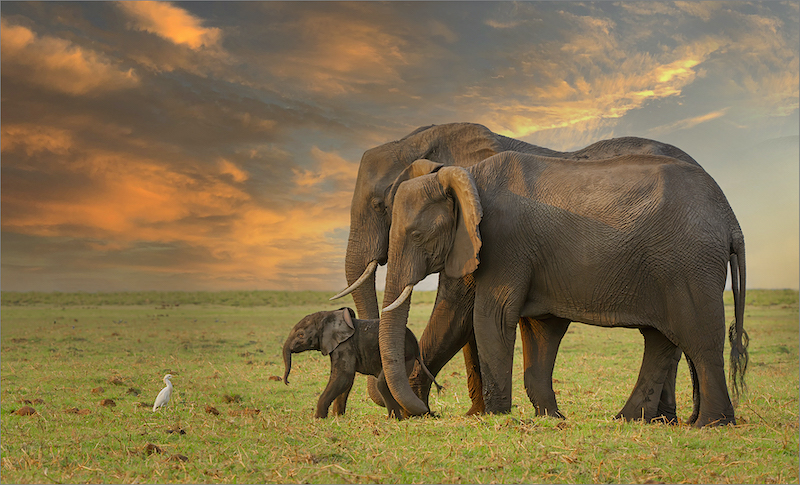 VFV Silver Medal - Open Colour - Baby steps - Jacques Sellschop - Hibiscus Coast Photographic Society