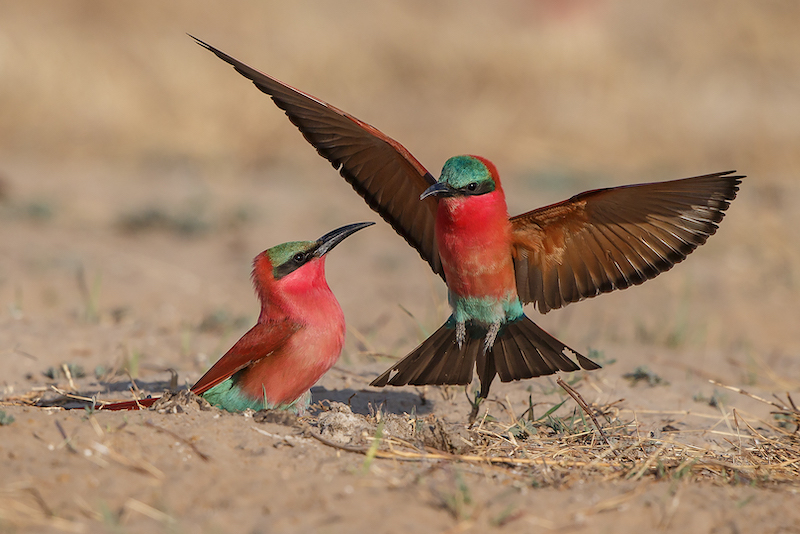 VFV Silver Medal - Prints - Open Colour - By ons Nes-print - Gonnie Myburgh - National Photographic Club