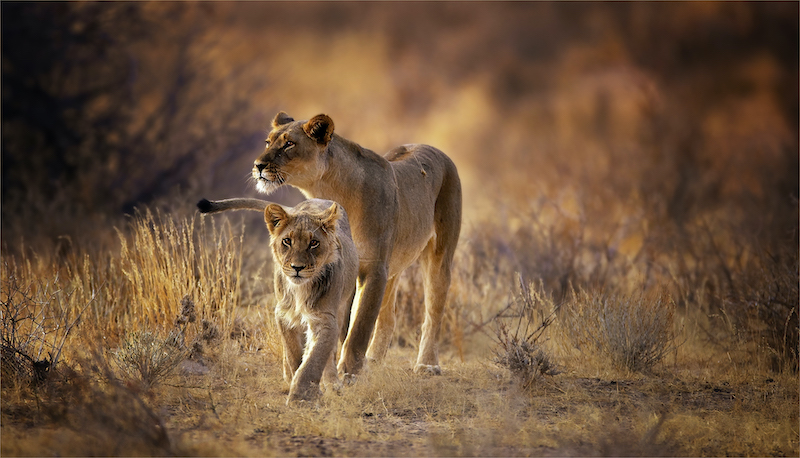 PSSA Silver Medal - Nature - Colour - my mom-re - Geo Jooste - Bloemfontein Kameraklub