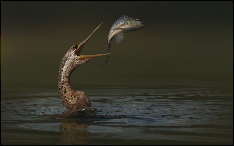 PSSA Silver Medal - Open Colour - Playing with my food - Michelle Pearson - Hibiscus Coast Photographic Society