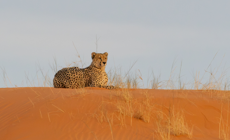 Westville Club Bronze Medal - Nature - Colour -Top Of The Dune - Celia Fourie - Westville Camera Club