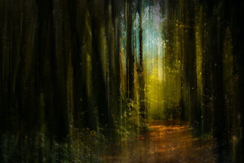 Westville Club Bronze Medal - Visual Art - Colour - Enchanted Forest - Ann Sartor - Westville Camera Club