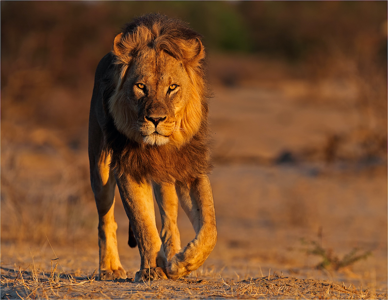 CLUB SILVER MEDAL - Nature - No Birds - Colour - On the prowl - Francois van der Watt - Bloemfontein Kameraklub