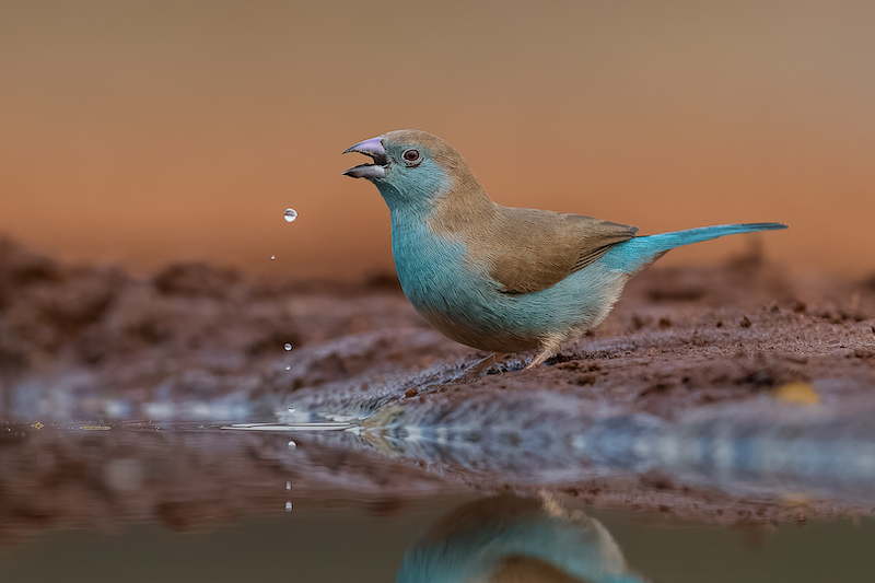 CLUB SILVER MEDAL - Nature Brids Only - Colour - Droplets from a waxbill beak - Alta Oosthuizen - National Photographic Club