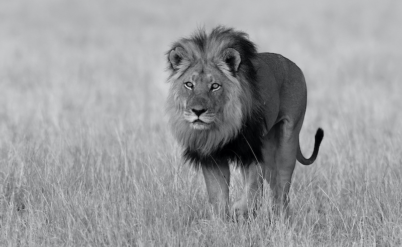 CLUB SILVER MEDAL - Open Monochrome - lion piper ckgr2 - Jannes Drotsky - Bethal Fotografie Klub