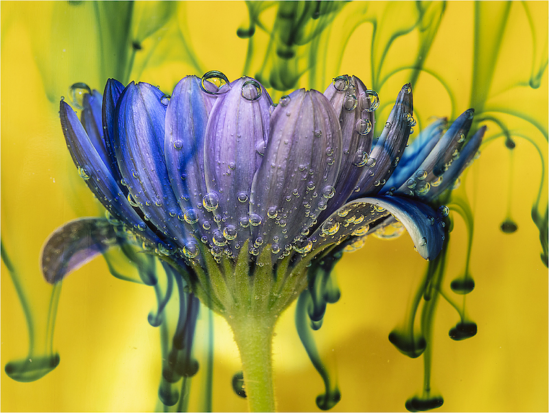 CLUB SILVER MEDAL - Tradional Photo - Colour - flower drops - David Gardner - Sandton Photographic Society