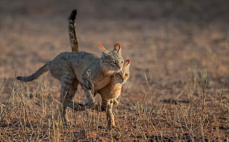 PSSA SILVER MEDAL - Nature - No Birds - Colour - Run Away From Danger - Rosa van Schalkwyk - Ermelo Foto Klub