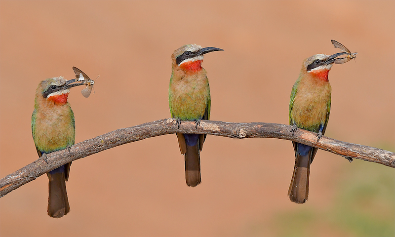 PSSA SILVER MEDAL - Nature Brids Only - Colour - TWEE UIT DRIE - Gawie vd Westhuizen - Kosmos Fotografie Klub
