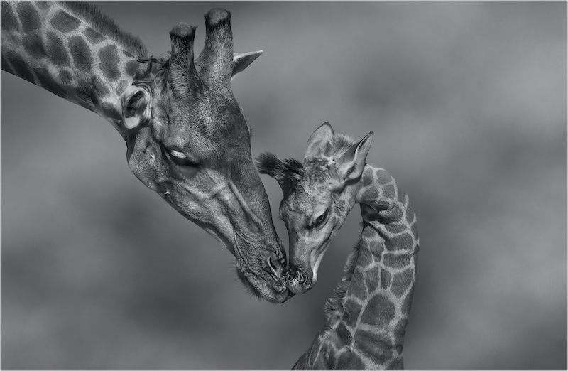 PSSA SILVER MEDAL - Open Monochrome - Next generation - Michelle Pearson - Hibiscus Coast Photographic Society