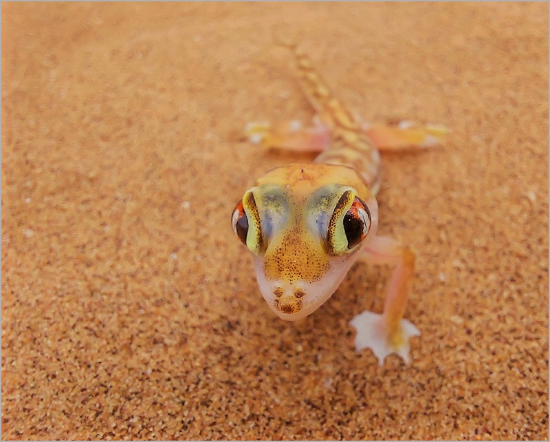 Akkedisie by Duané Langner