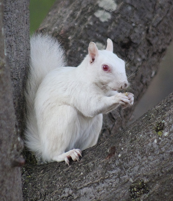 Albino squirrel by Lizhan Ruschenbaum from Bellvile HS