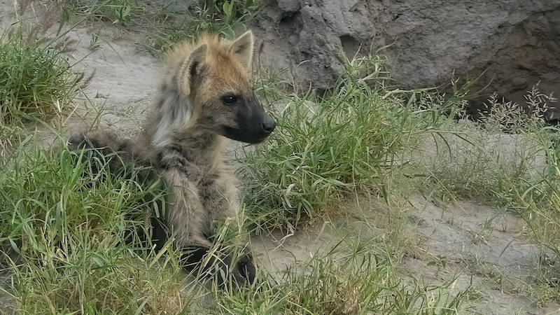 Young Hyena by Oliver Heyes from Somerset College