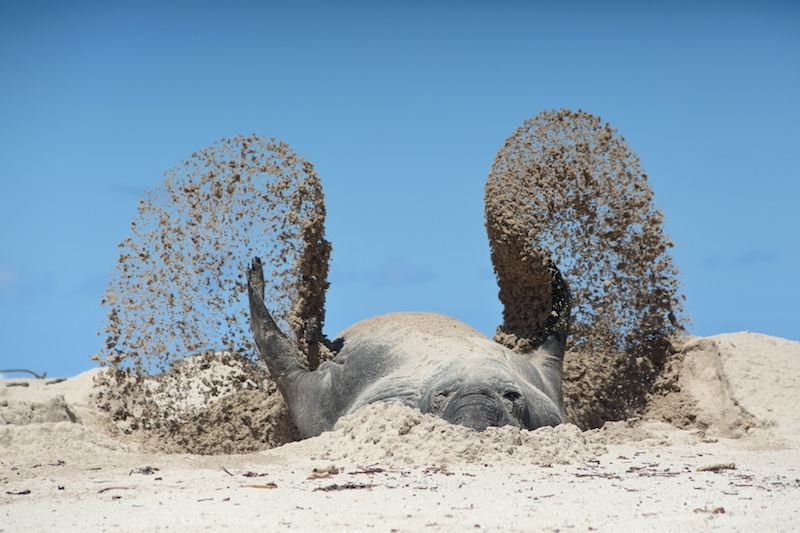 elephant seal by Stefan Botha from Hermanus HS