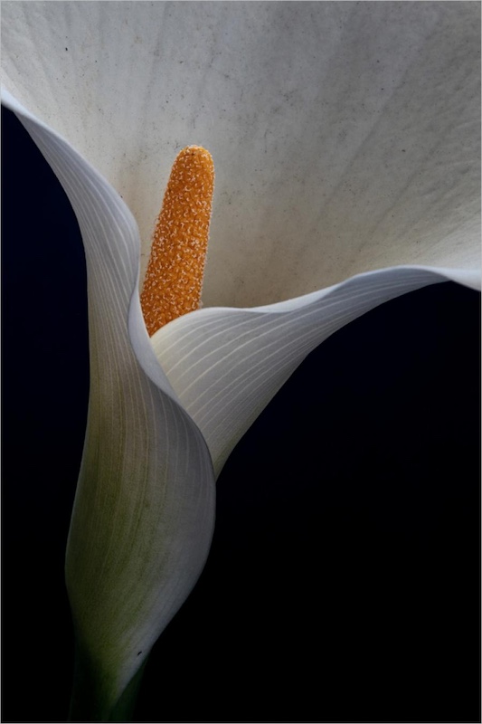 Arum Lily by Thomas Bothe (18y) from Western Cape Youth Photographers