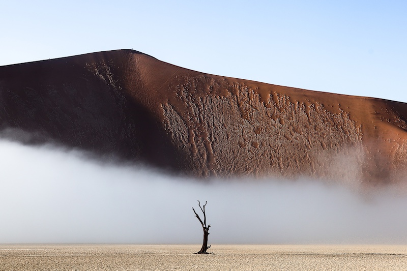 Dead Tree by Charl Conradie (17y) from Charlie Hofmeyr PC