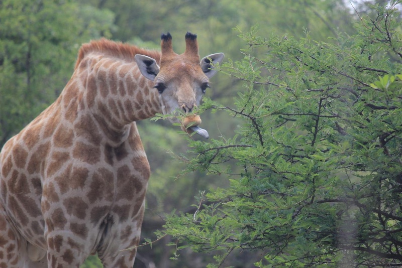 Licking the leaves by Marzaan Oosthuizen (16y) from Hermies PC