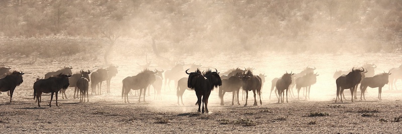 Looking at the danger by Christelle Engelbrecht (14y) from Charlie Hofmeyr PC