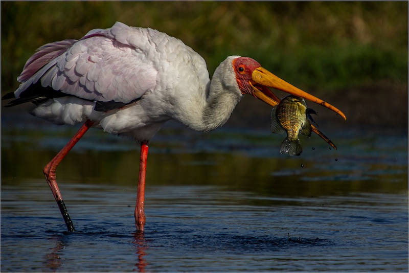 Nimmersat by Duane Langner (15y) from Hoerskool Centurion
