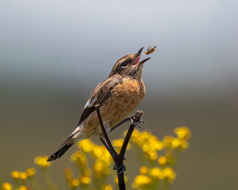 Num num num by Haydn Mc Clure (14y) from Ashton College