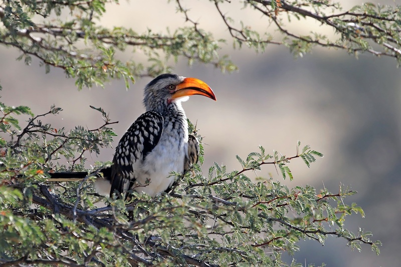 On the look by Anine Engelbrecht (17y) from Charlie Hofmeyr PC