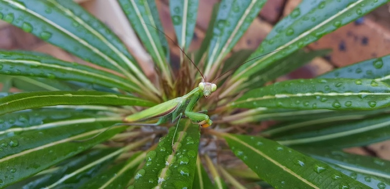 Praying Mantis by Martin Walters (13y) from Hoerskool Garsfontein.