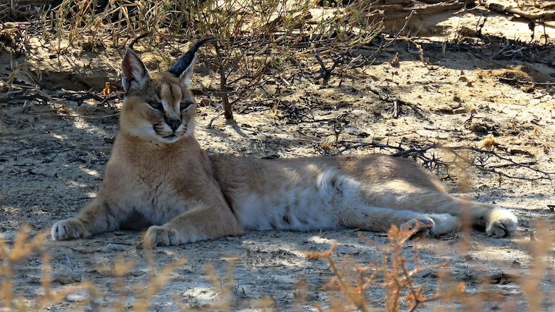 Rustende Rooikat by Rian Engelbrecht (11y) from Laerskool Koue Bokkeveld