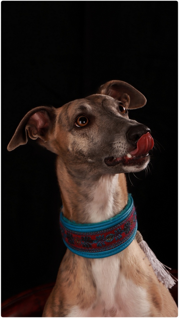 FIAP Bronze medal - Lillie3 by Martin Walters from PSSA