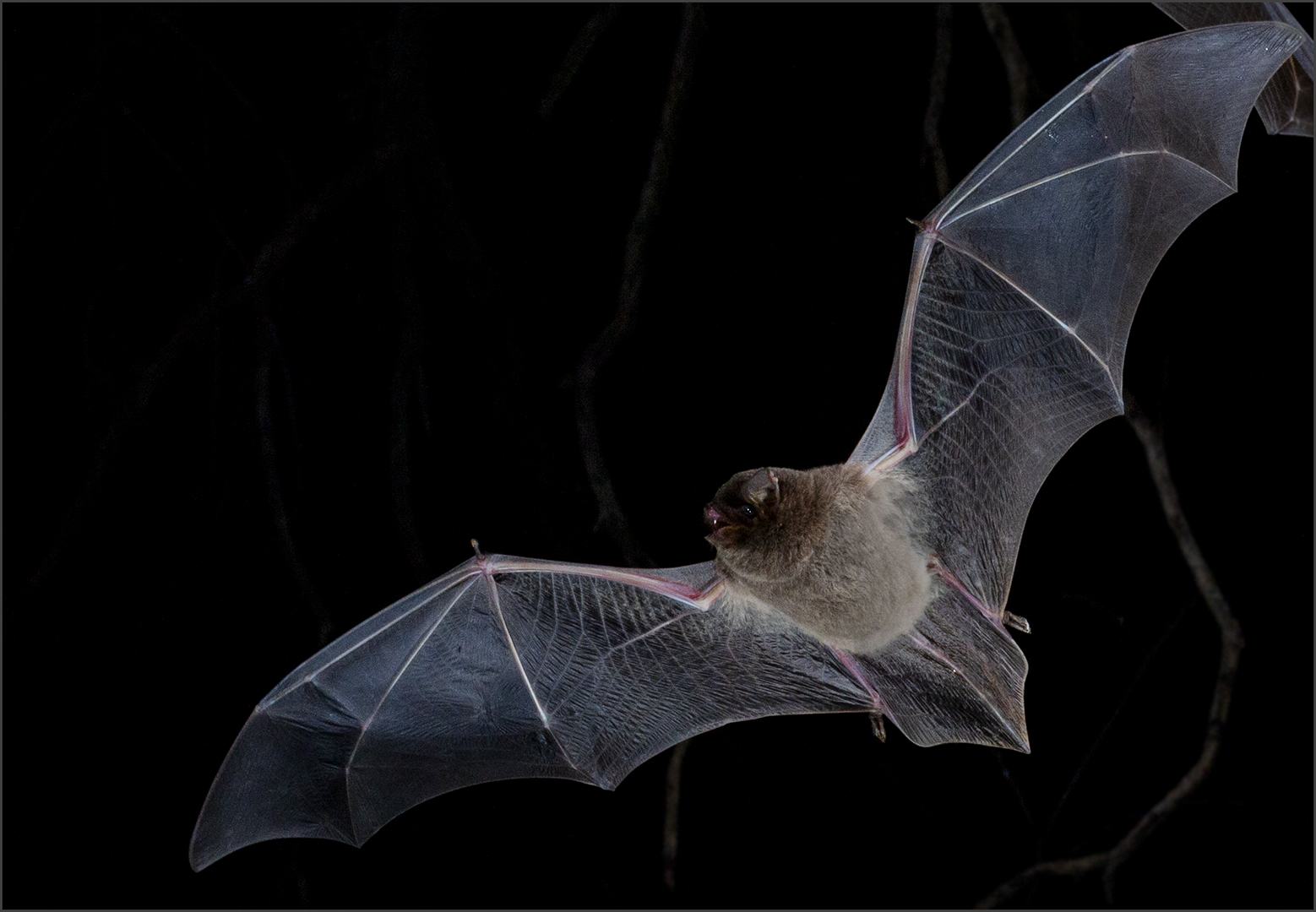 FIAP Gold Medal - Batman by Merie Langner from Centurion HS