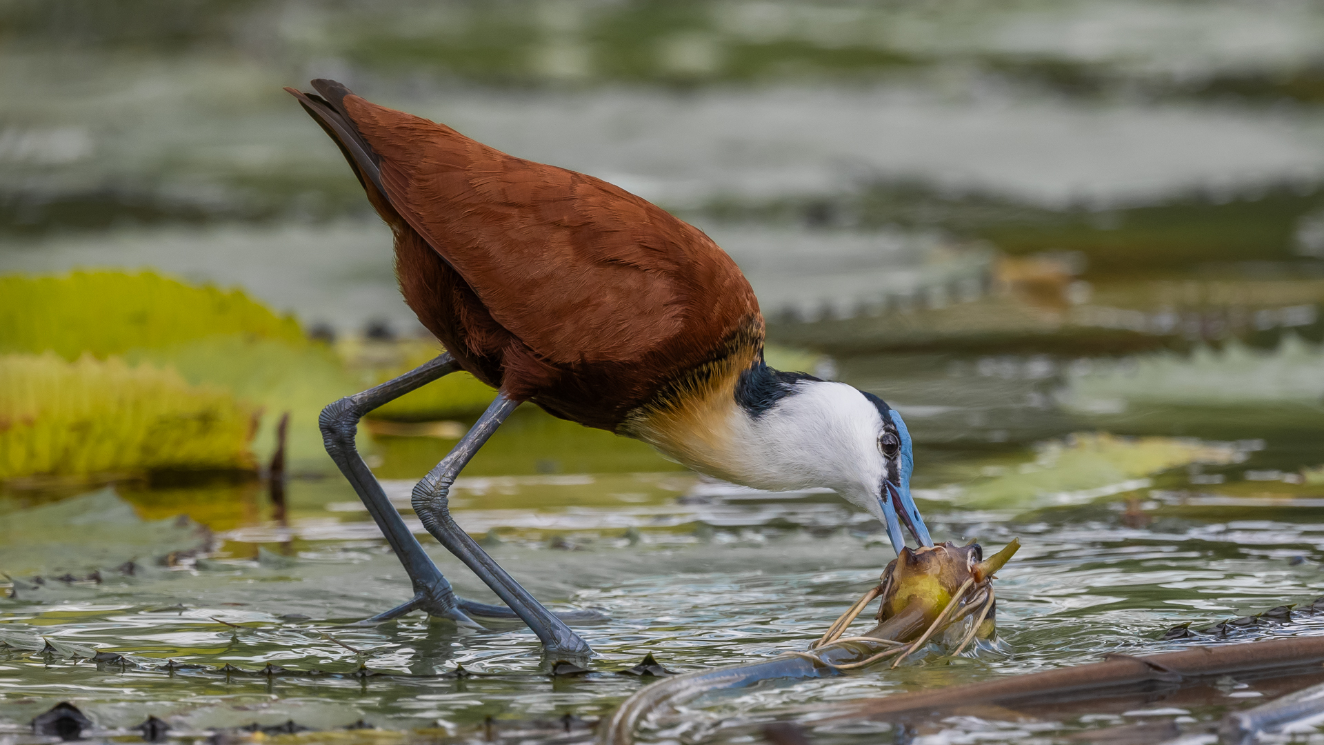 FIAP Honorary Ribbon - Hungry Jacana by Haydn Mc Clure from Ashton College Ba