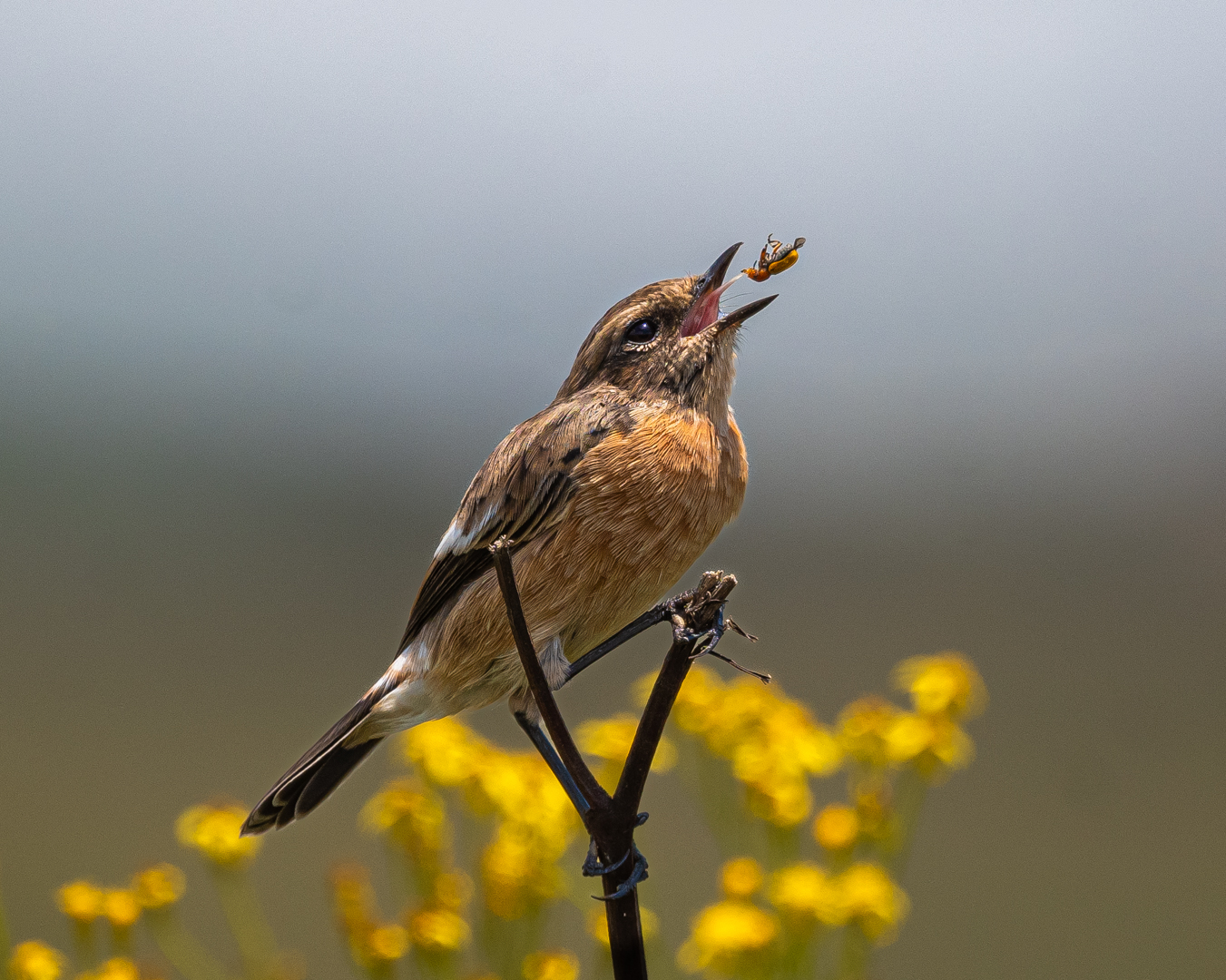 FIAP Silver Medal - Num num num by Haydn Mc Clure from Ashton College Ballito