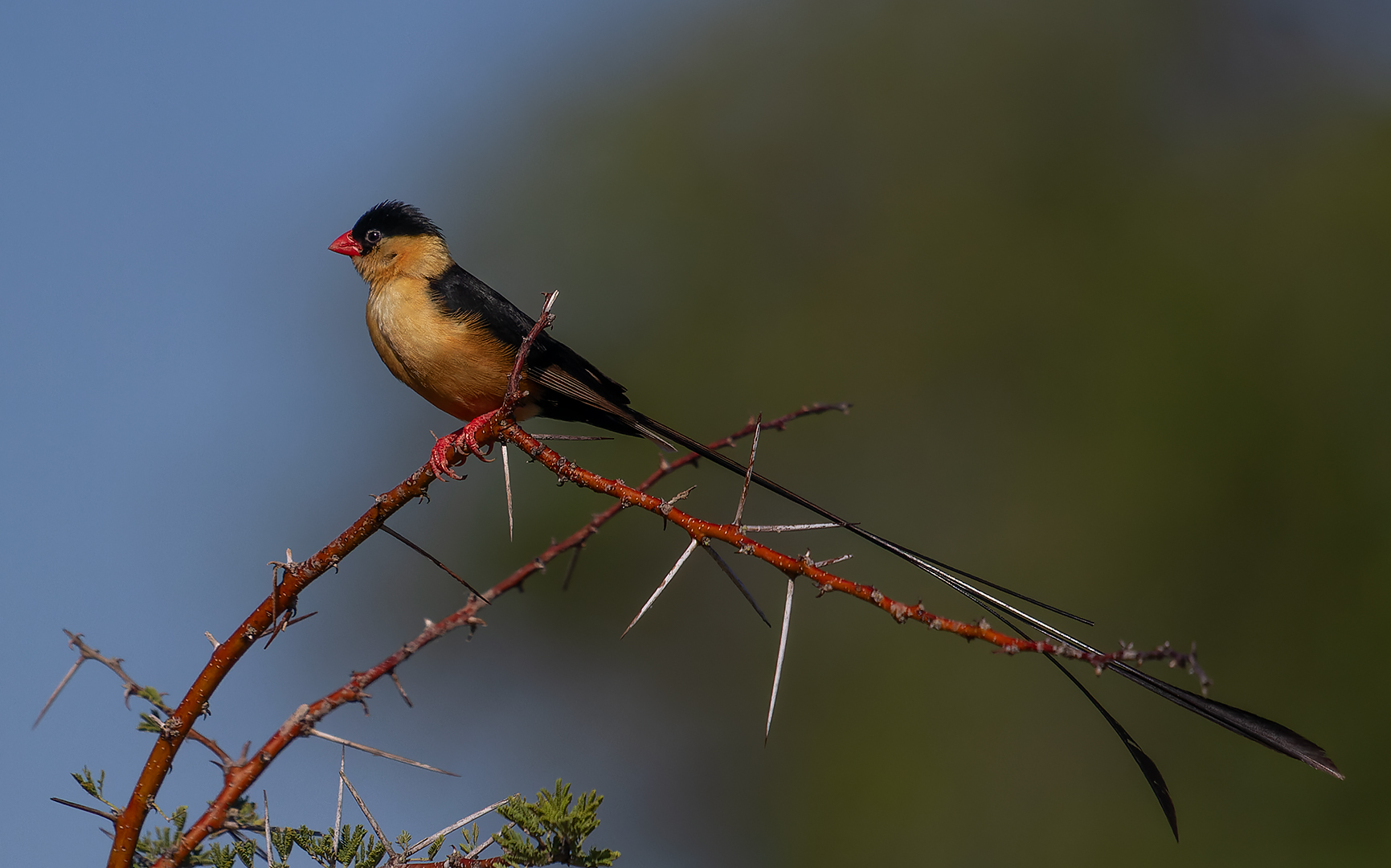 PCP Honorary Mention - Shaft tail by Landi Drotsky from Bethal FK