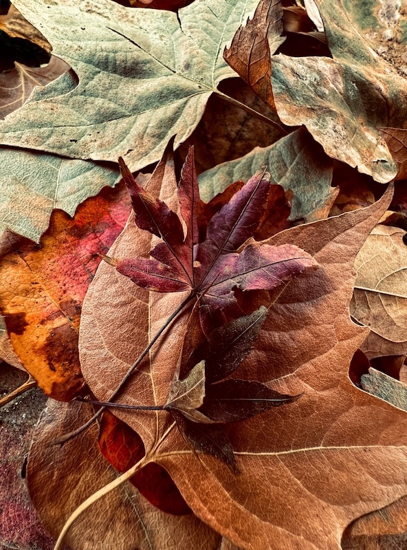 CELL SET SUBJECT - Rustic radiance by Danica Del Rio Maree from Zwarries Photography Club