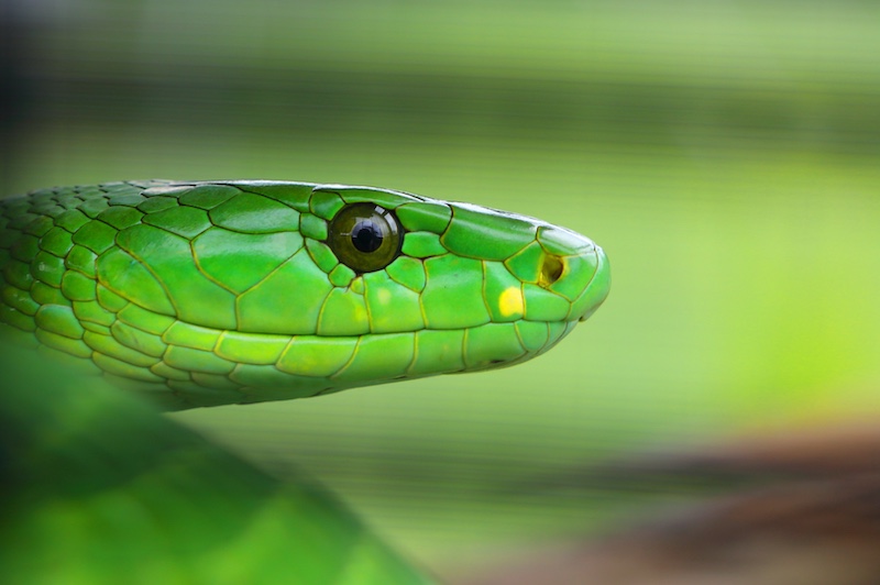 NATURE - Green Mamba by Stefan Botha from Schools - Hermies Photography Club