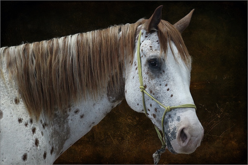 OPEN COLOUR - Apaloosa by Lizhan Ruschenbaum from Schools - Bellvile HS