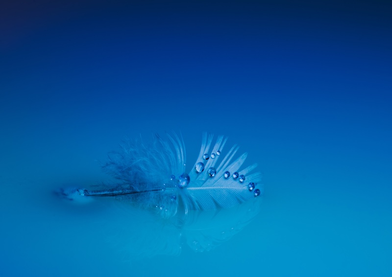 Ancia du Plessis - 8 Dainty Drops