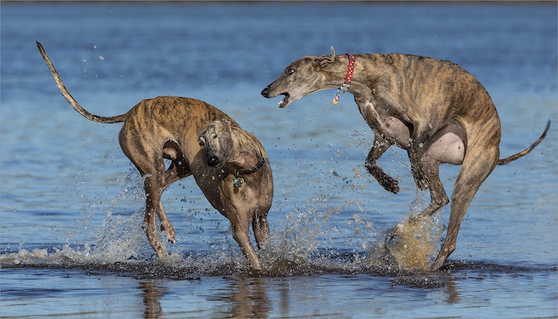Anoet du Plessis - Dogs