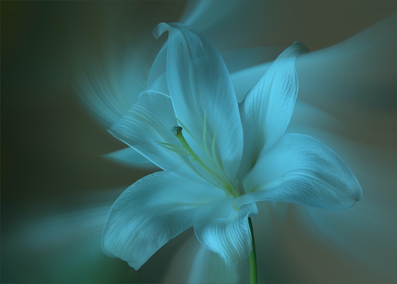 Carol Phillips - Elegant lily bloom