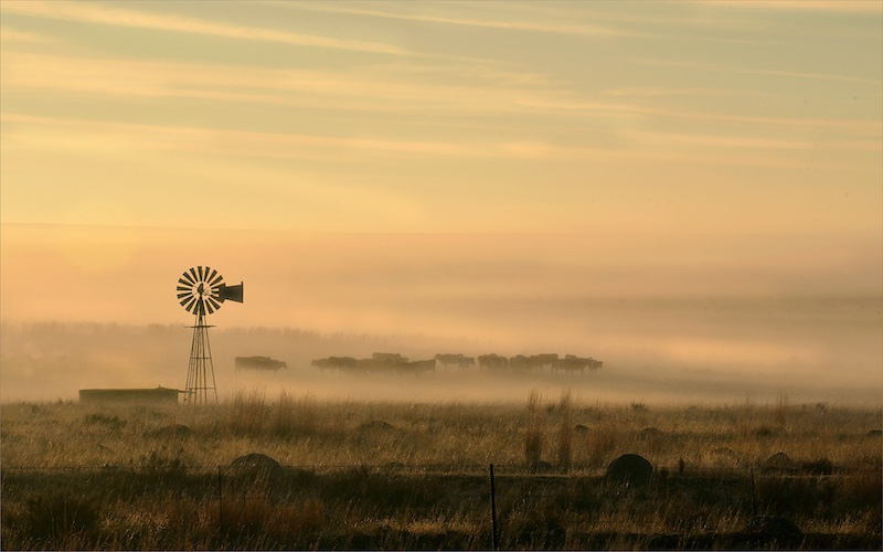 Donald Brotherston - Herd in the mist