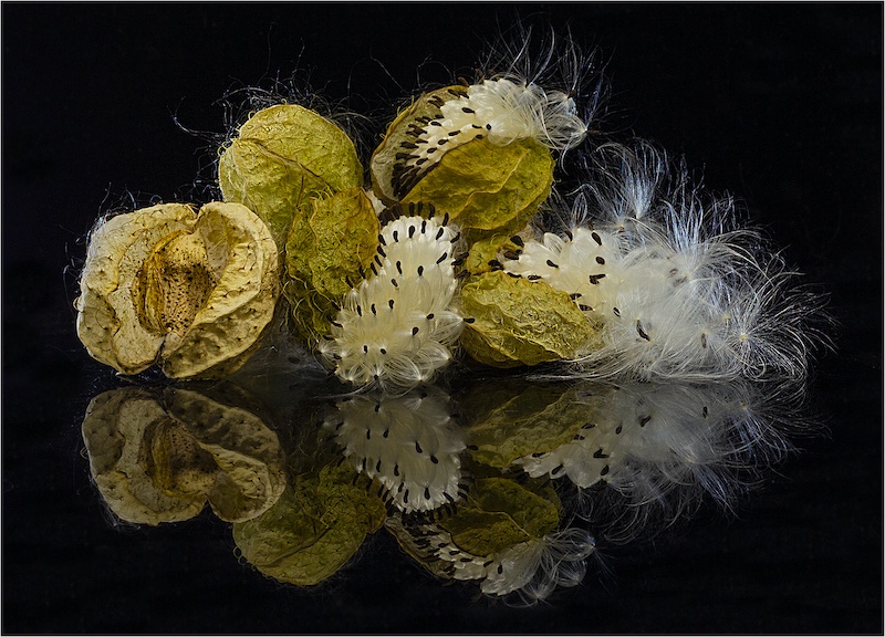 Elizabeth Nicholson - Explosive Nature
