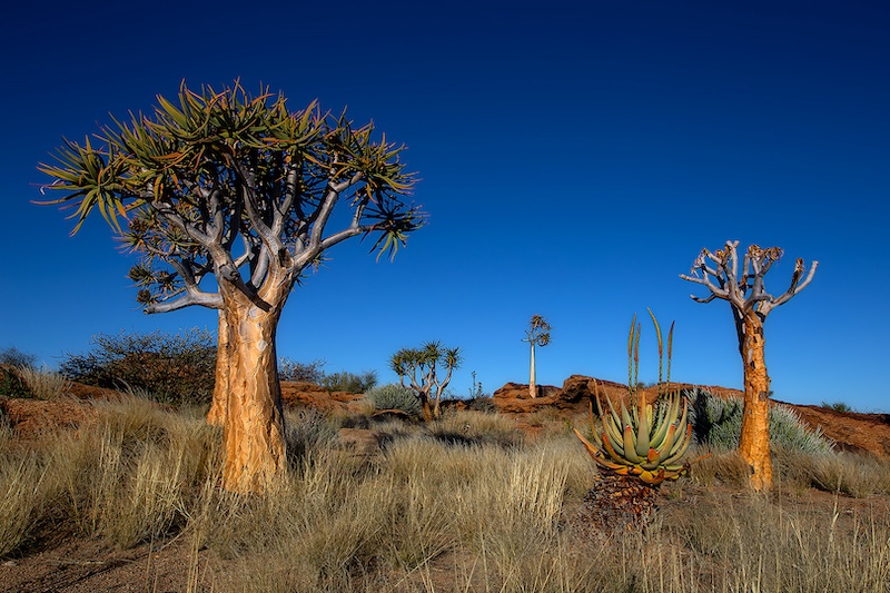 Leon Jacobs - Kokerboom toneel