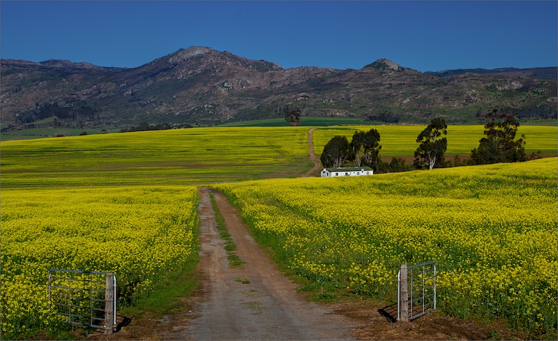 Mietsie Visser - Canola prag