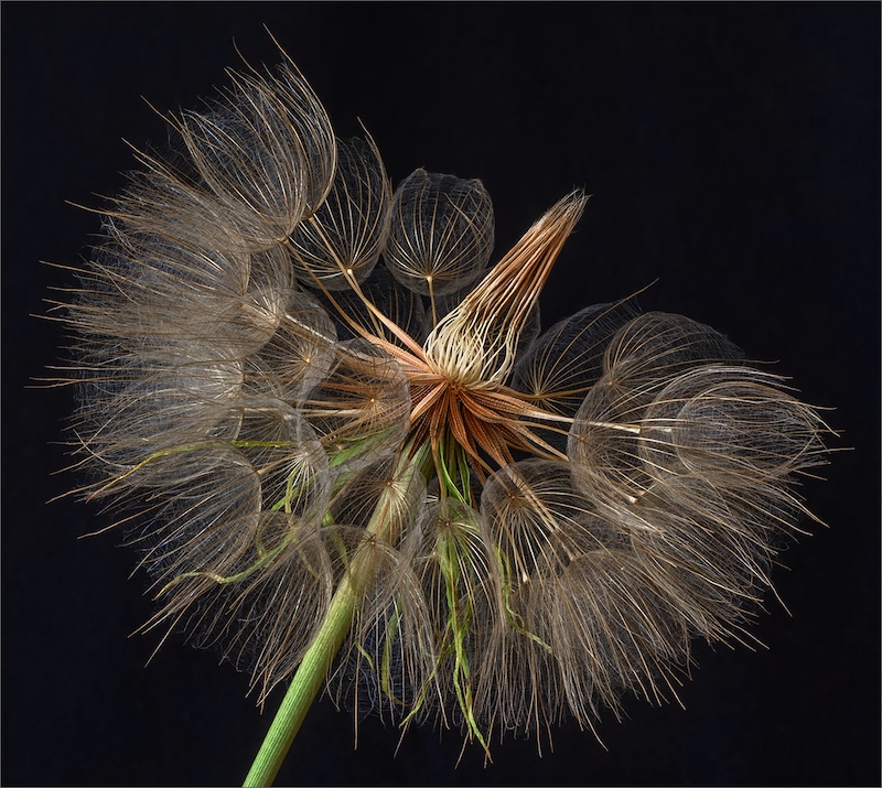 Rosa van Schalkwyk - Dandelion Try to Open