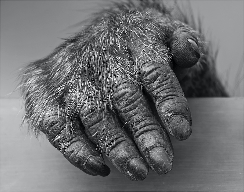 David Gardner - The hand