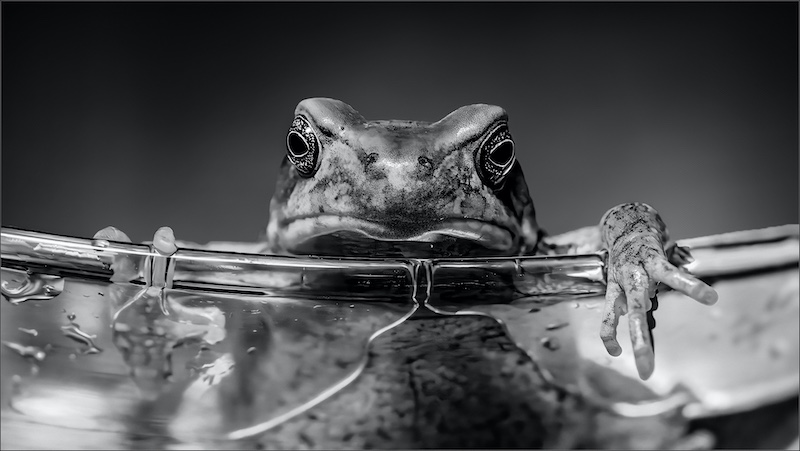 Gerhard Grove -  Frog in my martini BW