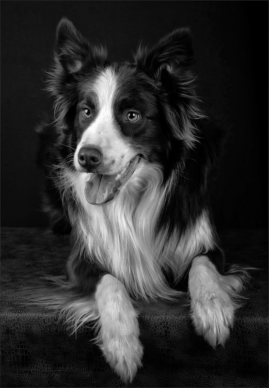Karin van der Mescht - Chocolate and cream dog mono