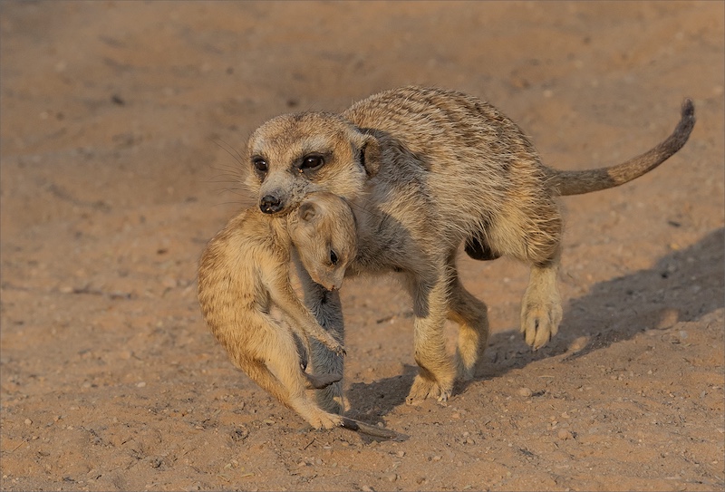 Anton Grobler - Pappa carries baby