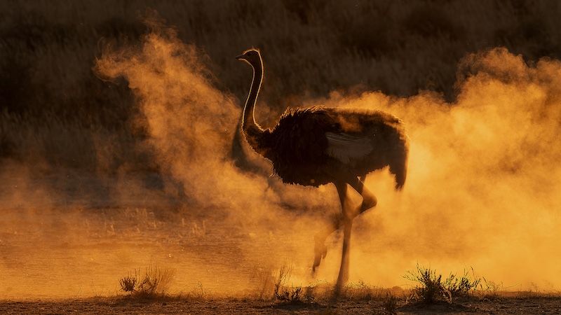 Bennie Vivier - Kgalagadi ostrich