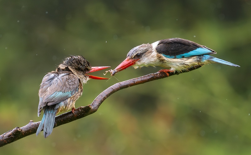 Brian Roberts - Brown hooded kingfisher feeding
